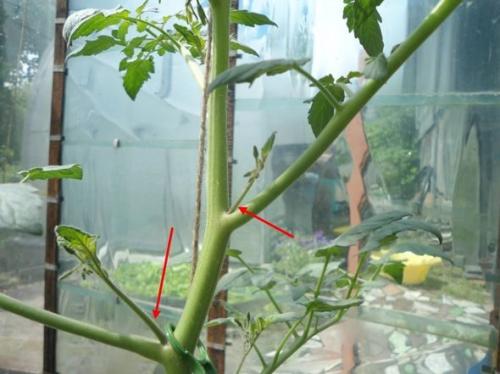 Пасынкование индетерминантных томатов. Как правильно пасынковать и прищипывать помидоры – пошаговая инструкция для начинающих