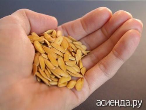 Дынные семечки, как сушить. В чем польза дынных семян?