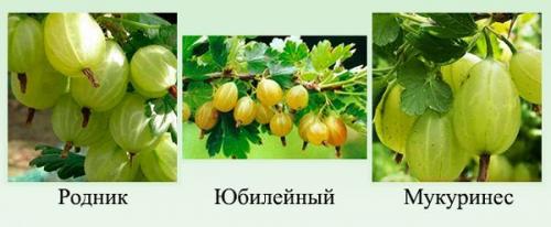 Лучшие сорта бесшипного крыжовника. Какие сорта лучше выбрать для посадки
