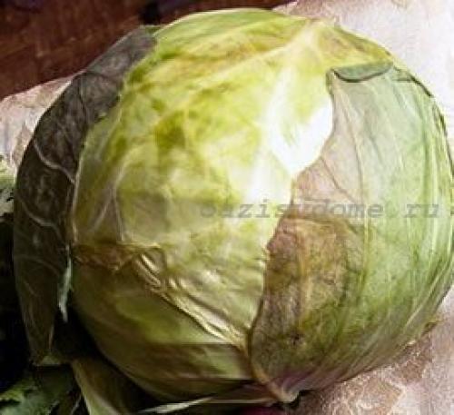 Капуста когда убирать урожай. Сбор и хранение урожая белокочанной капусты 01