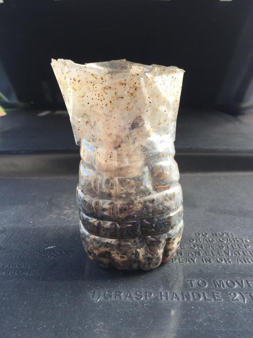 Ловушка для дрозофил своими руками. Ловушка для дрозофил