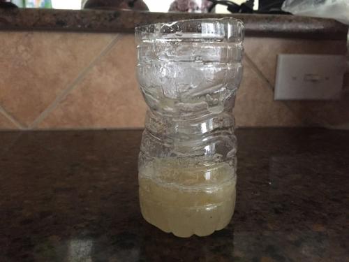 Ловушка для дрозофил своими руками. Ловушка для дрозофил