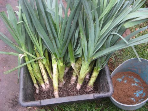 Лук порей оставить на зиму. 