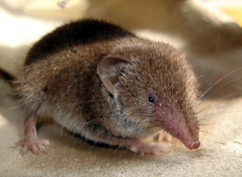 Землеройки, что едят. Землеройка 16