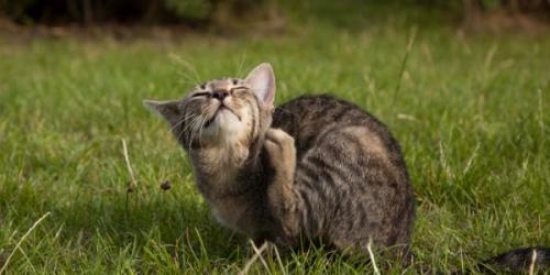 Блохи земляные. Методы борьбы с земляными блохами