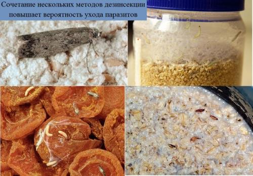 Зерновая моль, как избавиться. Способы борьбы