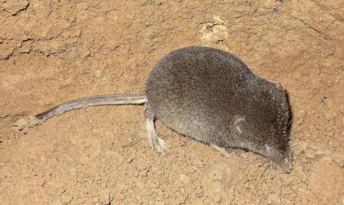 Землеройка обыкновенная. Бурозубка: описание жизненного цикла карликового грызуна