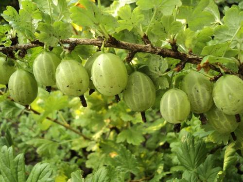 Крыжовник самурай. Как появились бесшипные сорта крыжовника и что вам нужно о них знать