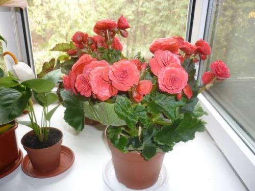 Бегония Элатиор уход после покупки. Бегония Элатиор — все секреты пересадки растения