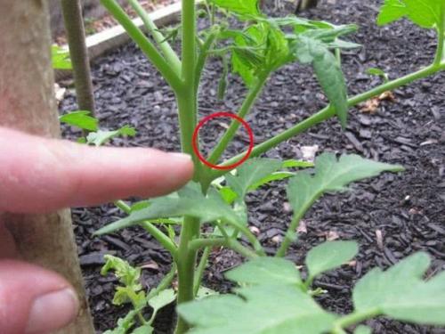 Пасынкование индетерминантных томатов. Как правильно пасынковать и прищипывать помидоры – пошаговая инструкция для начинающих