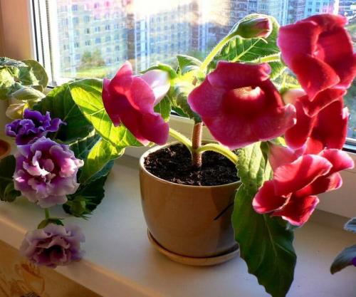 Как поливать глоксинию. Как выращивать глоксинию в домашних условиях, тонкости ухода за цветком