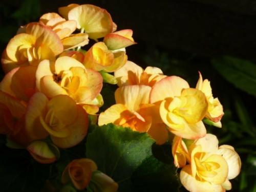 Подарили цветущую бегонию. Бегония Элатиор. Как спасти после покупки и правила ухода.