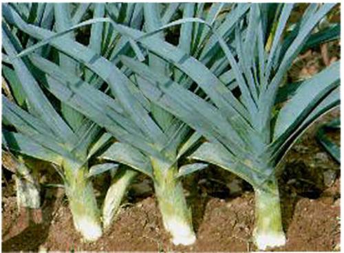 Хранение лука порей на зиму. Хранение лука-порея зимой: простой способ с ведрами 03