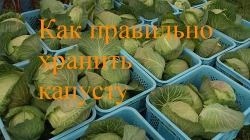 Как хранить капусту. Как правильно хранить капусту