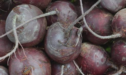 Как сохранить свеклу на зиму. Какие сорта свёклы лучше сохраняются