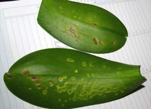 Паутинный клещ на орхидее. 