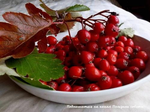 Боярышник польза. Боярышник: польза и вред для организма