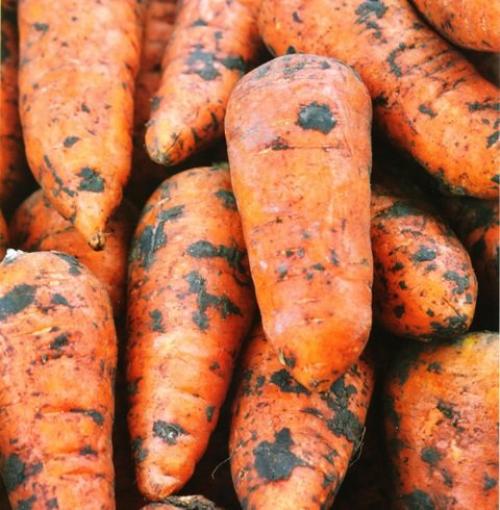 Как хранить морковь в погребе зимой?