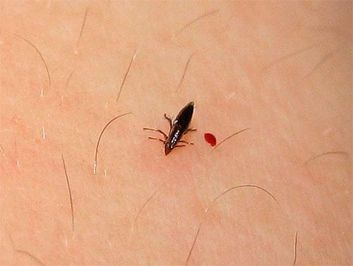 Земляные блохи в доме: откуда появляются, как избавиться?