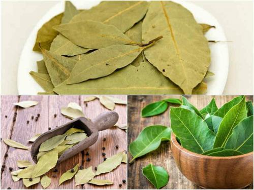 Чего боятся тараканы народные средства. Отпугните тараканов от квартиры простыми способами