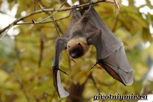 Летучие мыши масса. Особенности и среда обитания летучей мыши