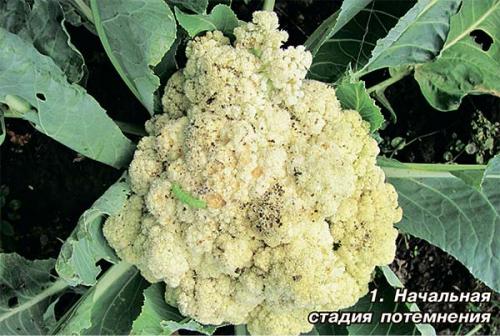 Можно ли замораживать капусту цветную. Польза цветной капусты 01 Можно ли замораживать капусту цветную. Польза цветной капусты 01