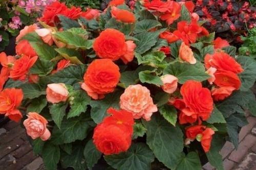 Чем подкормить бегонию после пересадки. Чем удобрять в домашних условиях?