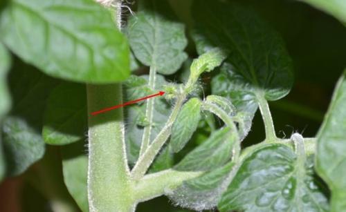 Пасынкование индетерминантных томатов. Как правильно пасынковать и прищипывать помидоры – пошаговая инструкция для начинающих