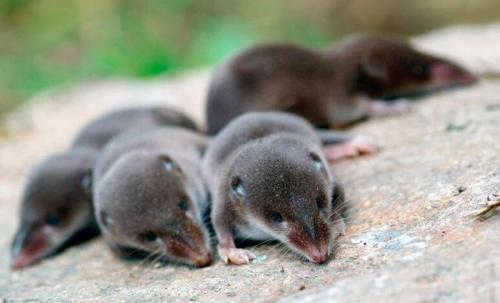 Землеройка обыкновенная. Бурозубка: описание жизненного цикла карликового грызуна