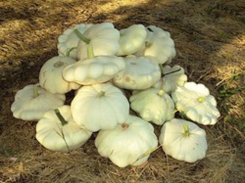 Как хранить кабачки и патиссоны. Как правильно хранить патиссоны