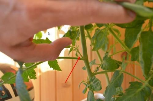 Пасынкование индетерминантных томатов. Как правильно пасынковать и прищипывать помидоры – пошаговая инструкция для начинающих
