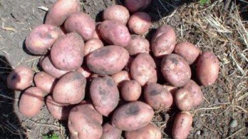 Как выглядит картофель романо. Характеристика