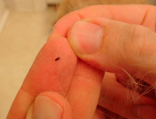 Земляные блохи в доме: откуда появляются, как избавиться?