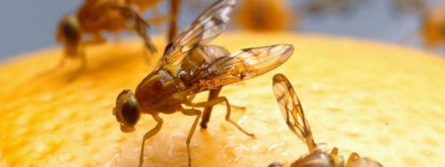 Дрозофилы, как избавиться форум. Откуда берется мошка