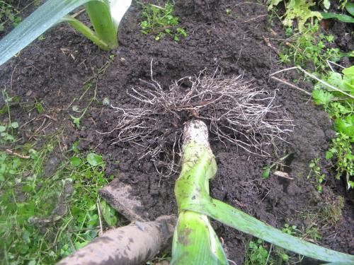 Лук порей оставить на зиму. 