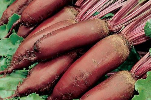 Как сохранить свеклу на зиму. Какие сорта свёклы лучше сохраняются