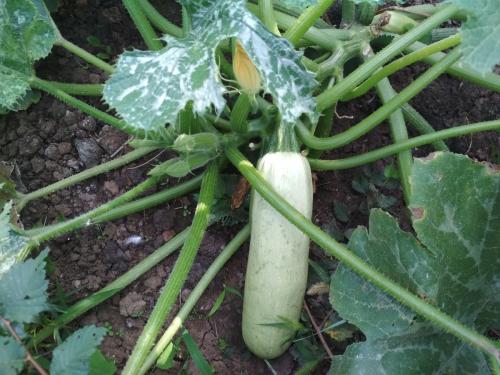 Долгохранящиеся Кабачки. Как сохранить Кабачки свежими до самой зимы?