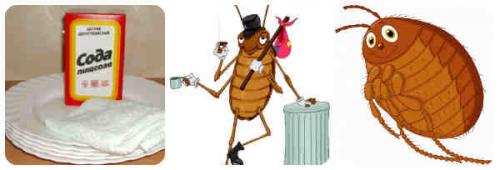 Сода от тараканов. Пищевая сода против блох, тараканов, клопов, моли