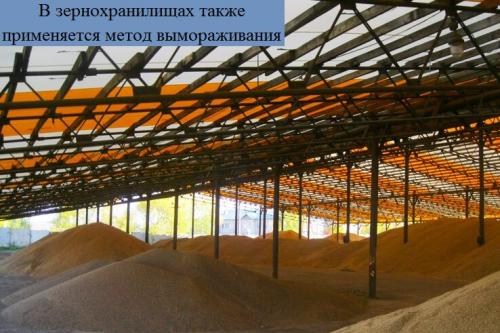 Зерновая моль, как избавиться. Способы борьбы