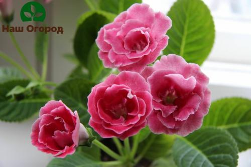 Как хранить клубни глоксинии. Секреты зимовки глоксинии: как правильно сохранить клубни