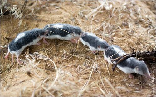 Что ест землеройка. Землеройка