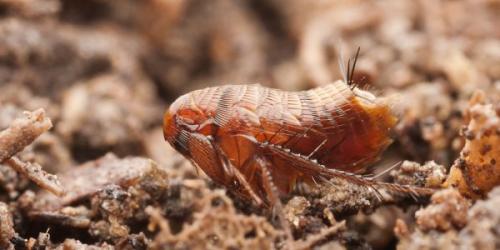 Блохи земляные. Методы борьбы с земляными блохами