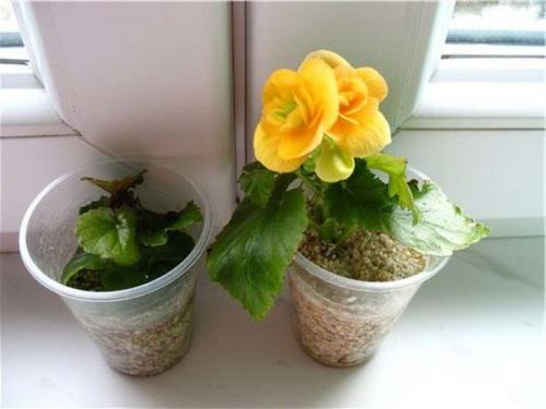 Бегония Элатиор уход после покупки. Бегония Элатиор — все секреты пересадки растения