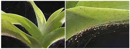 Паутинный клещ на орхидее. 