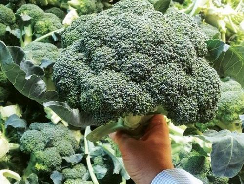 Как приготовить замороженные брокколи на сковороде. Будет вкусная брокколи - секреты приготовления