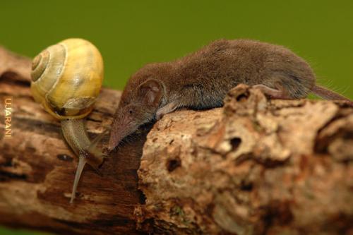 Что ест землеройка. Землеройка