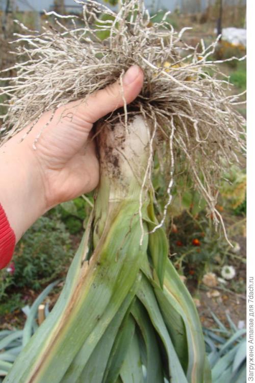 Хранение лука порей на зиму. Хранение лука-порея зимой: простой способ с ведрами