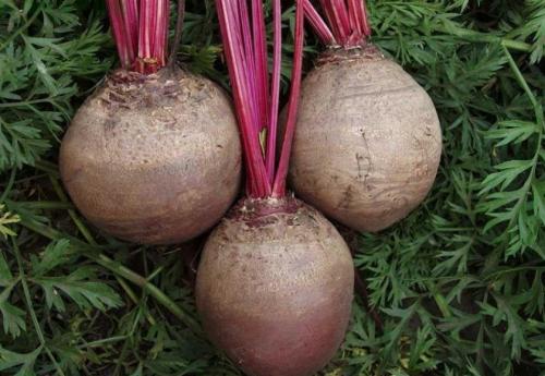 Как сохранить свеклу на зиму. Какие сорта свёклы лучше сохраняются