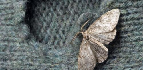 Как избавиться от моли в доме народными средствами. Как вывести моль