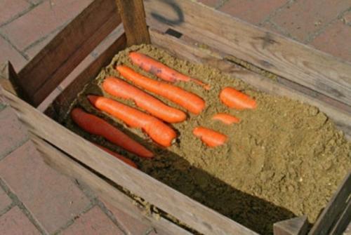 Хранение моркови в погребе зимой. Технологии продления жизни овоща
